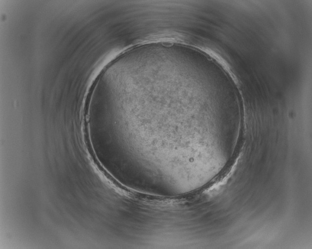 X0000068850949200605081211