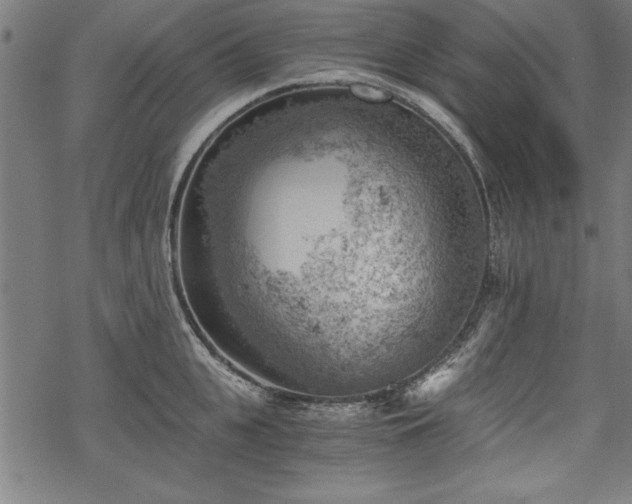 X0000068850951200605081211