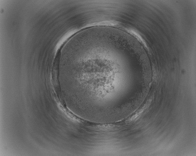 X0000068850952200605081211