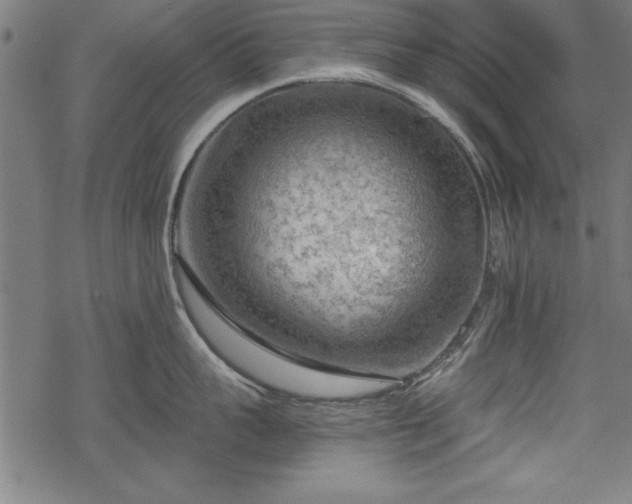 X0000068850959200605081211