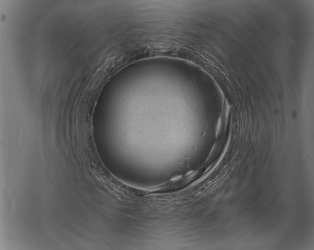 X0000068850961200605081211