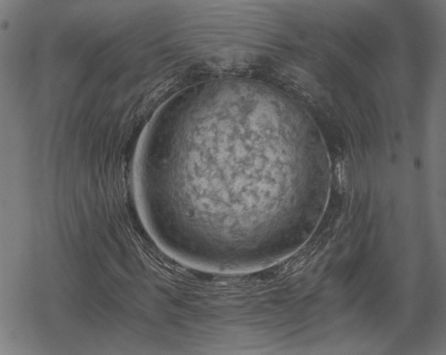 X0000068850963200605081210