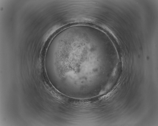 X0000068850975200605081210