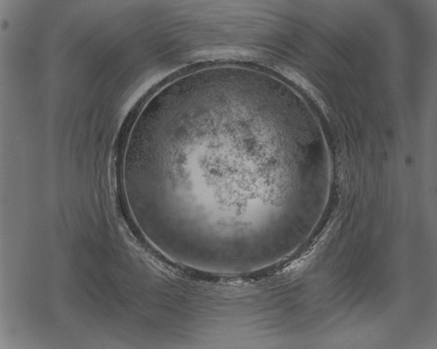 X0000068850983200605081210