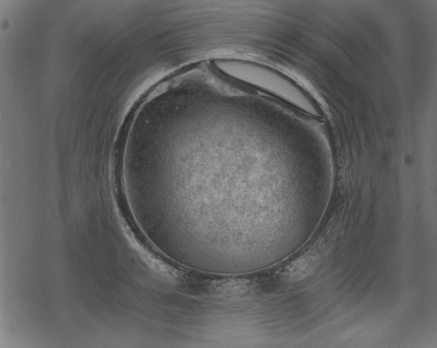 X0000068850991200605081210