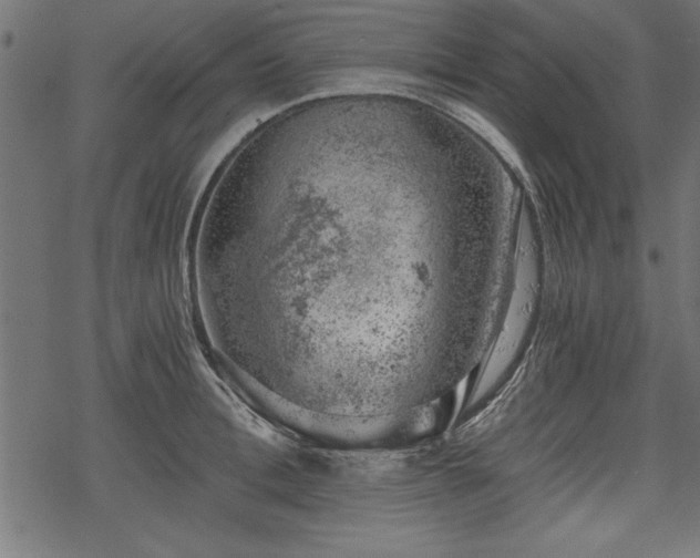 X0000068850996200605081210