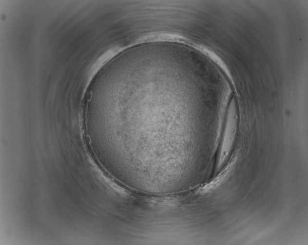 X0000068850997200605081210