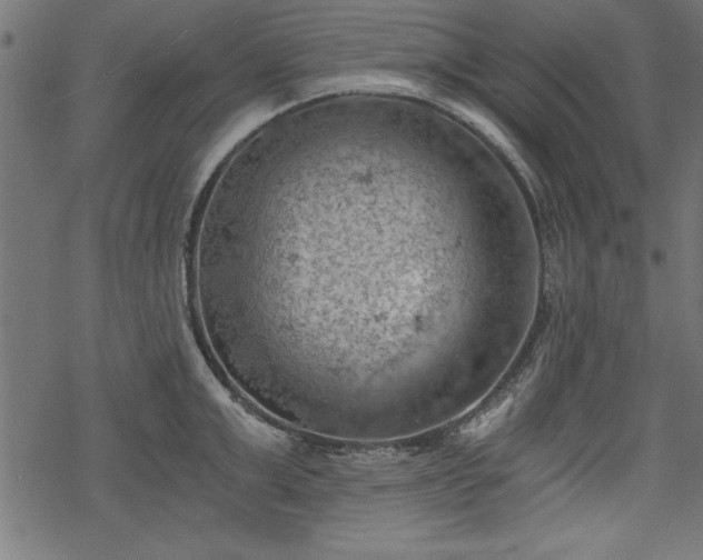 X0000068850999200605081210