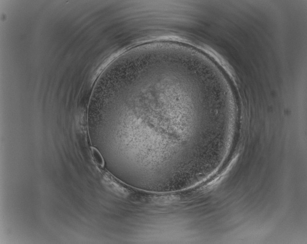 X0000068851001200605081210