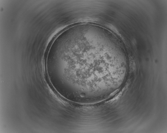 X0000068851032200605081209