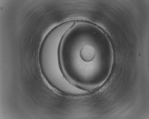 X0000068851038200605081209