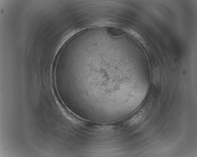 X0000068851039200605081209