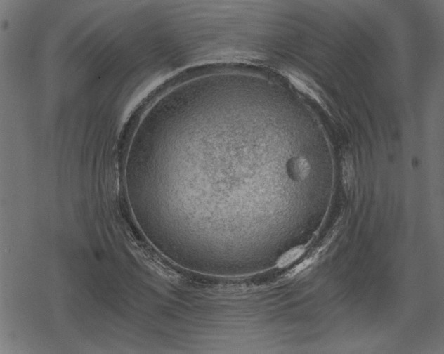 X0000068851069200605081209