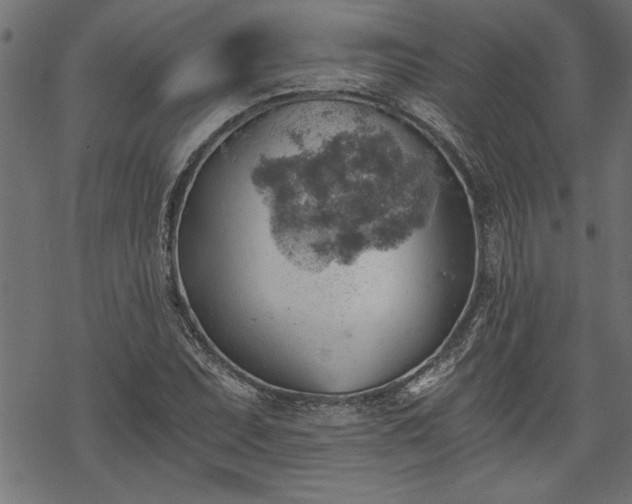 X0000068851071200605081209