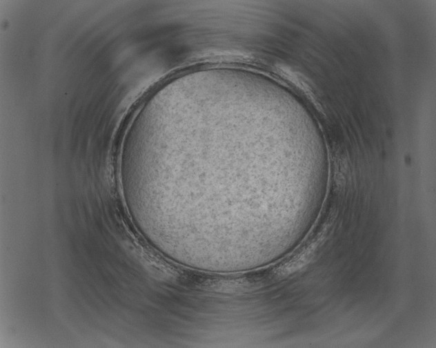 X0000068851074200605081209