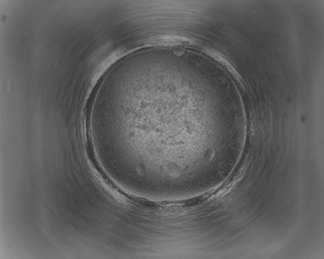 X0000068851083200605081209