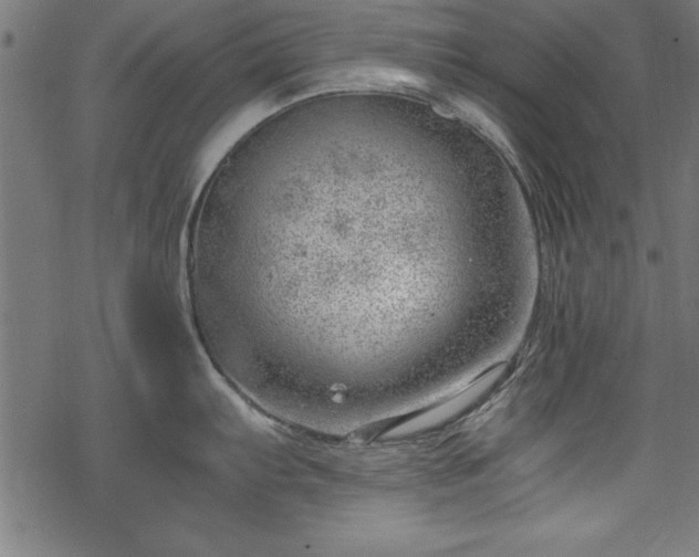 X0000068851103200605081208