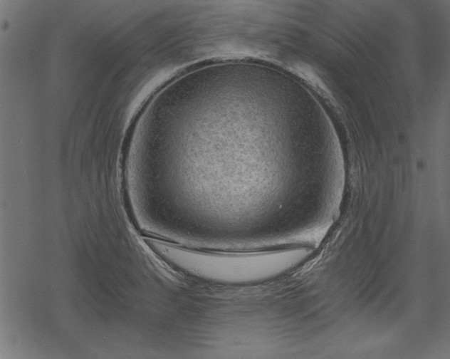 X0000068851183200605081207