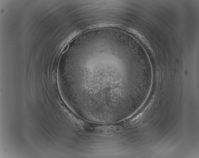 X0000068851185200605081207