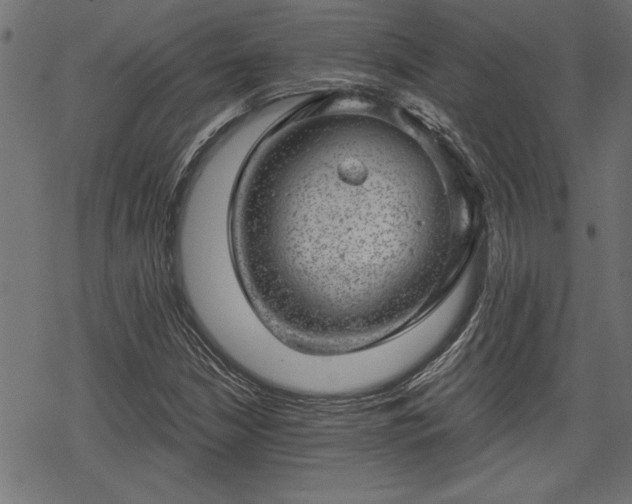 X0000068851210200605081206