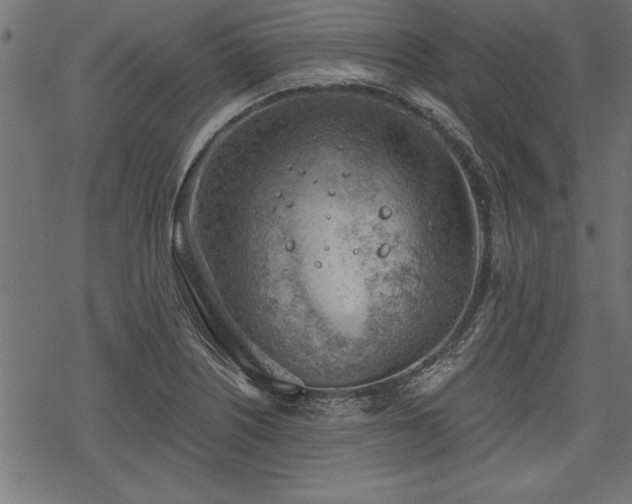 X0000068851226200605081206