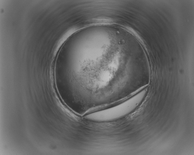 X0000068851243200605081207