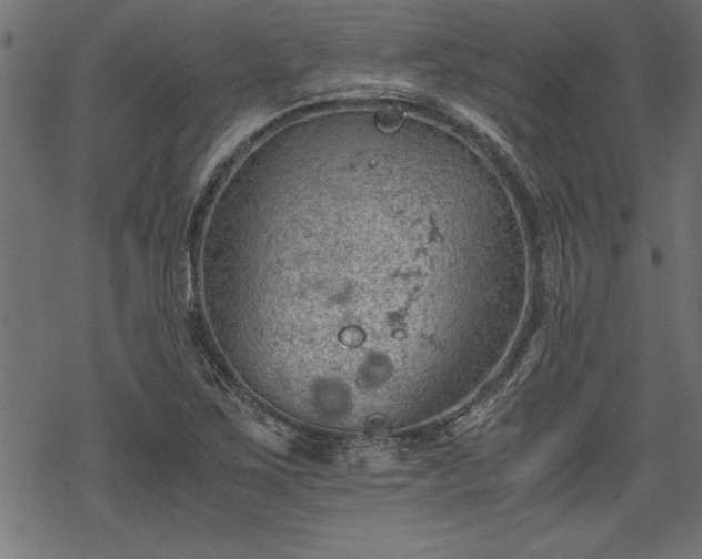 X0000068851267200605081205