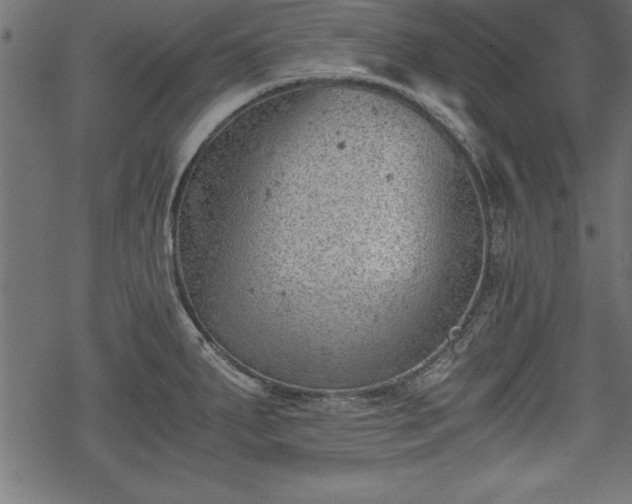 X0000068851287200605081205