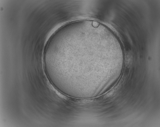 X0000068851294200605081205