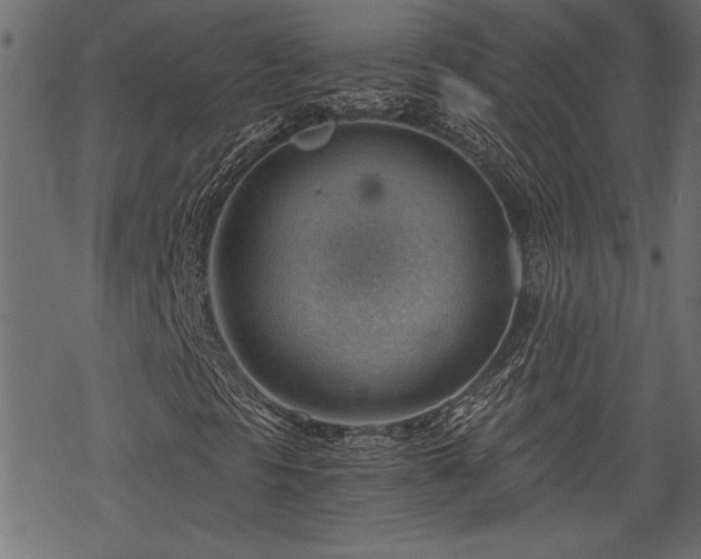 X0000068851297200605081204