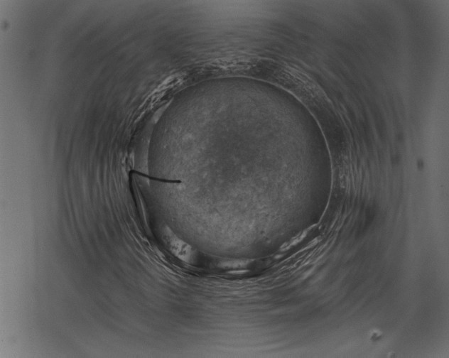 X0000068851298200605081204