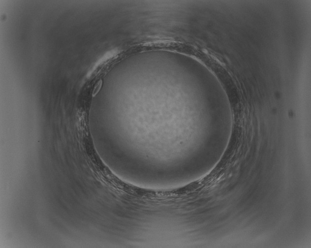 X0000068851351200605081204