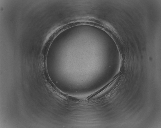 X0000068851360200605081204