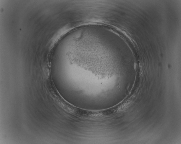 X0000068851363200605081204