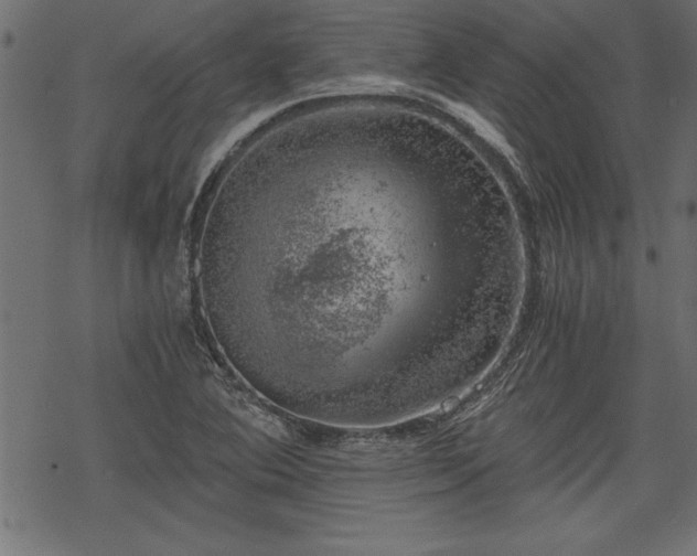 X0000068851364200605081204