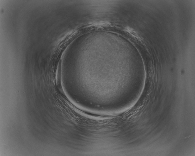 X0000068851398200605081203