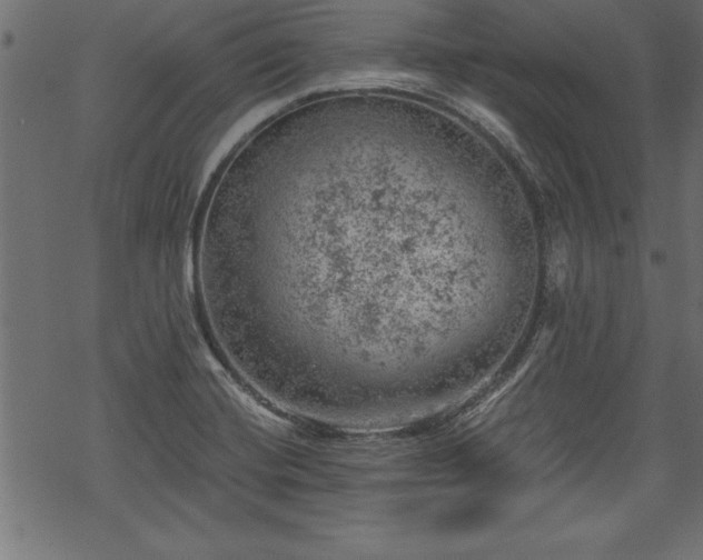 X0000068851420200605081203