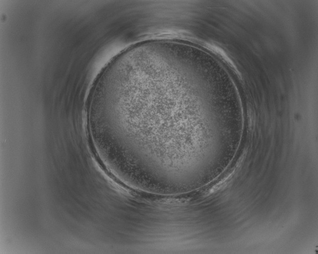 X0000068851424200605081203