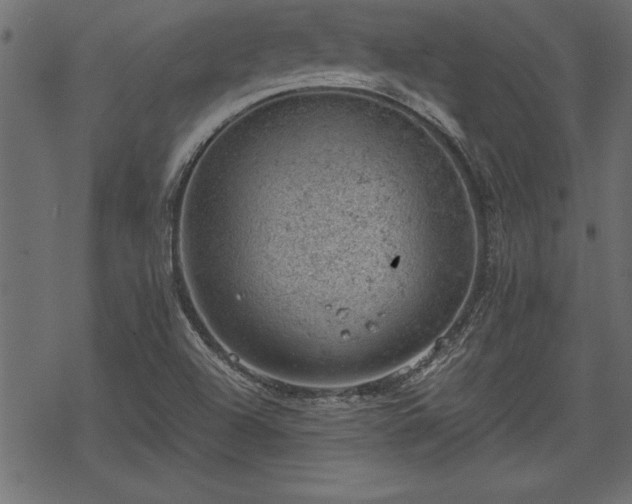 X0000068851504200605081201