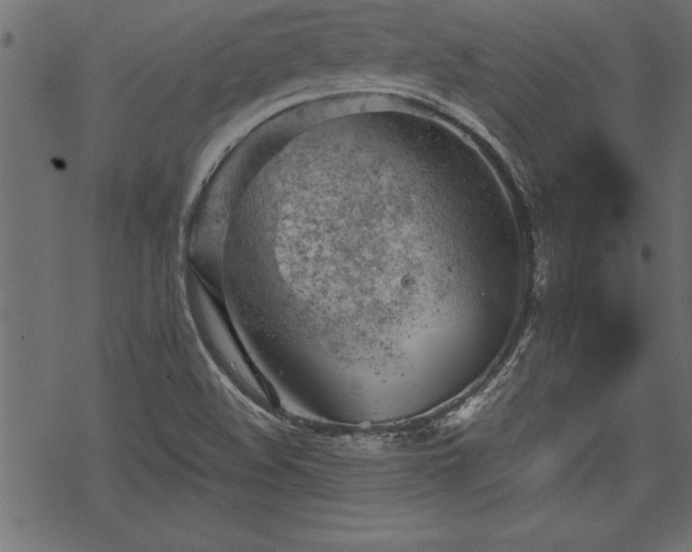 X0000068851508200605081201