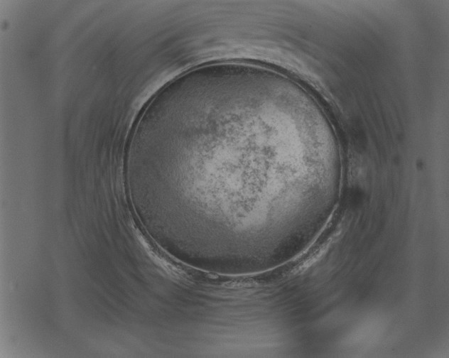 X0000068851513200605081202