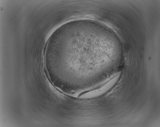 X0000068851524200605081202