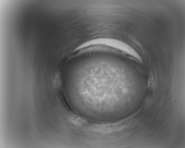 X0000068850029200605121421