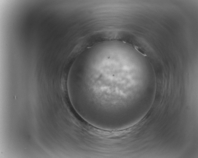 X0000068850035200605121421