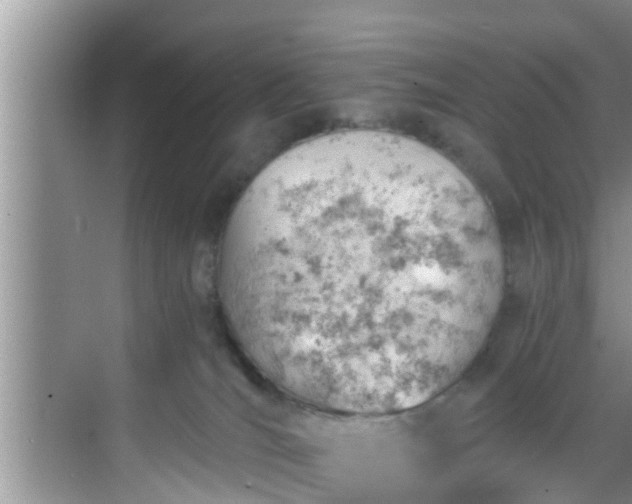 X0000068850036200605121421