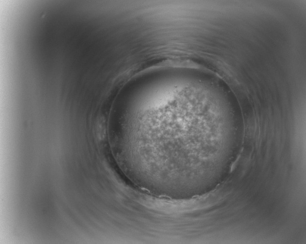 X0000068850043200605121420