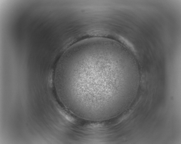 X0000068850065200605121420