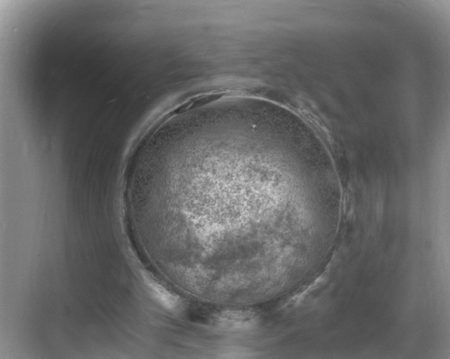 X0000068850101200605121419