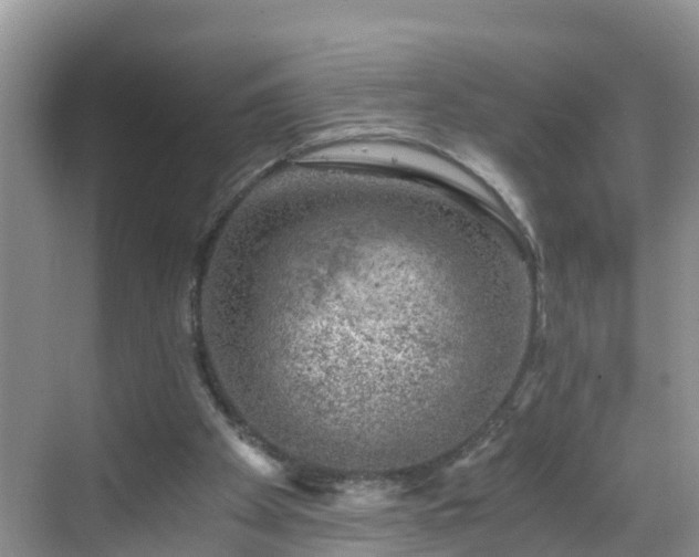 X0000068850105200605121419