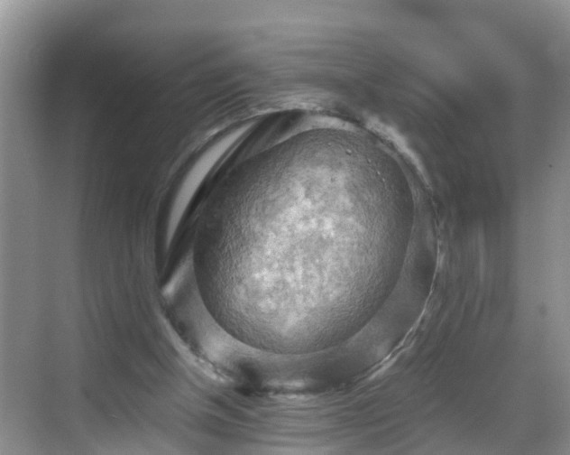 X0000068850154200605121418